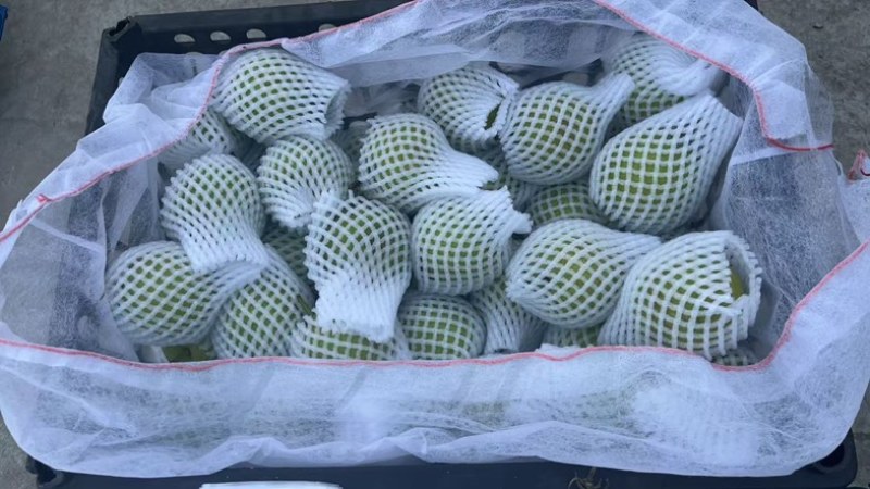 新鲜翠冠梨
