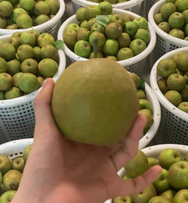 新鲜翠冠梨