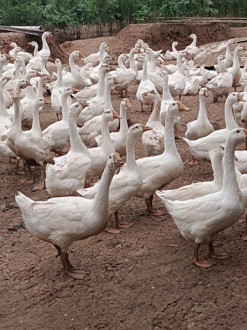 生态养殖三花鹅