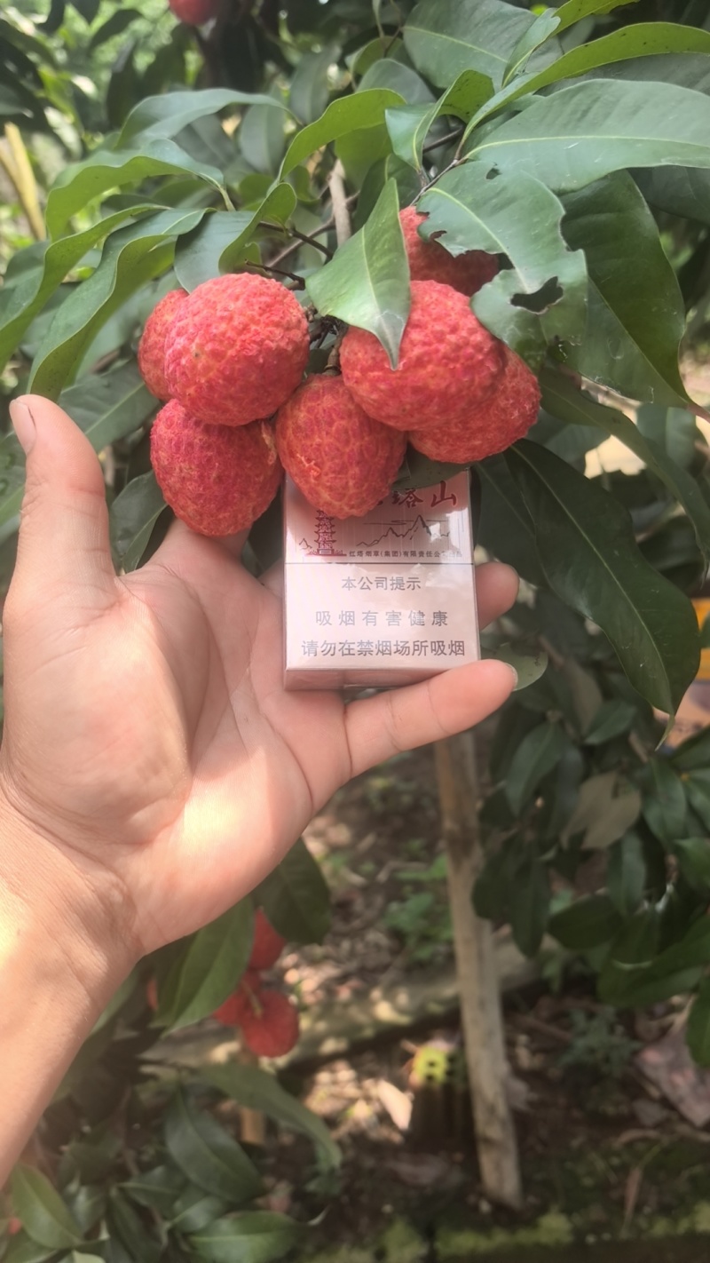 仙进奉荔枝
