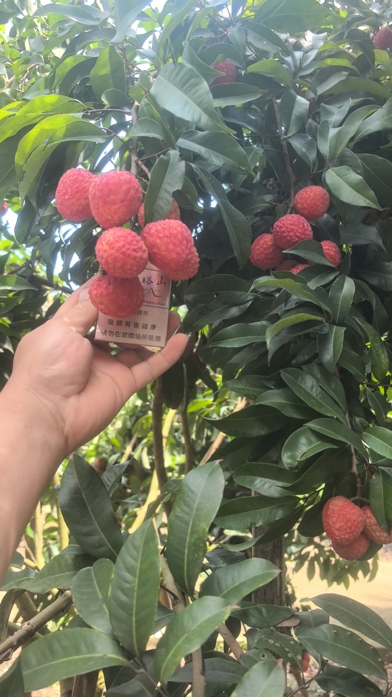 仙进奉荔枝