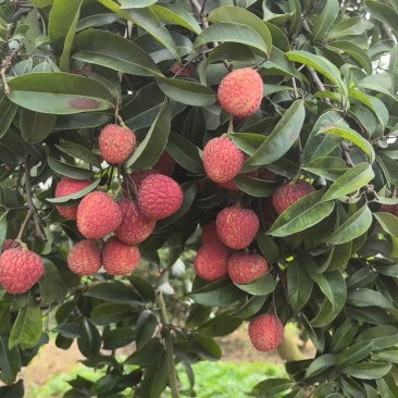 仙进奉荔枝