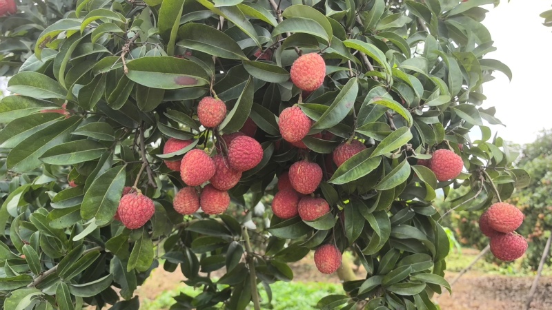 仙进奉荔枝