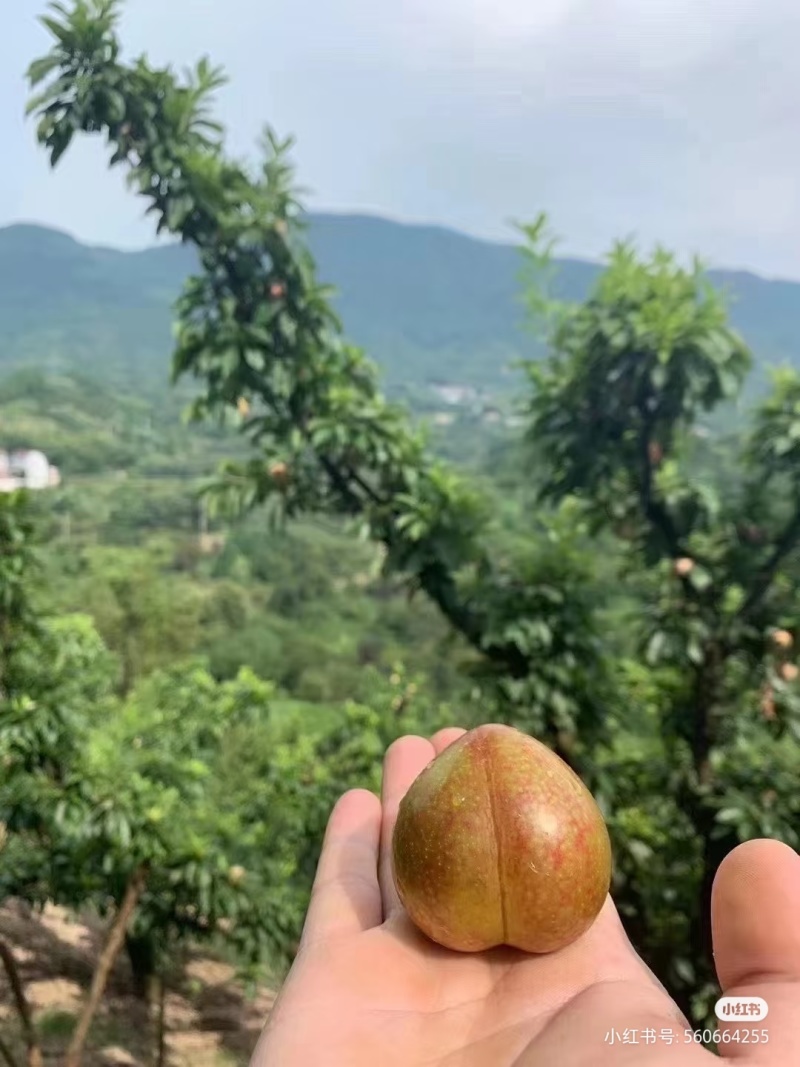 水果，嵊州桃形李是嵊州市特产，味美价廉，富含营养，包邮