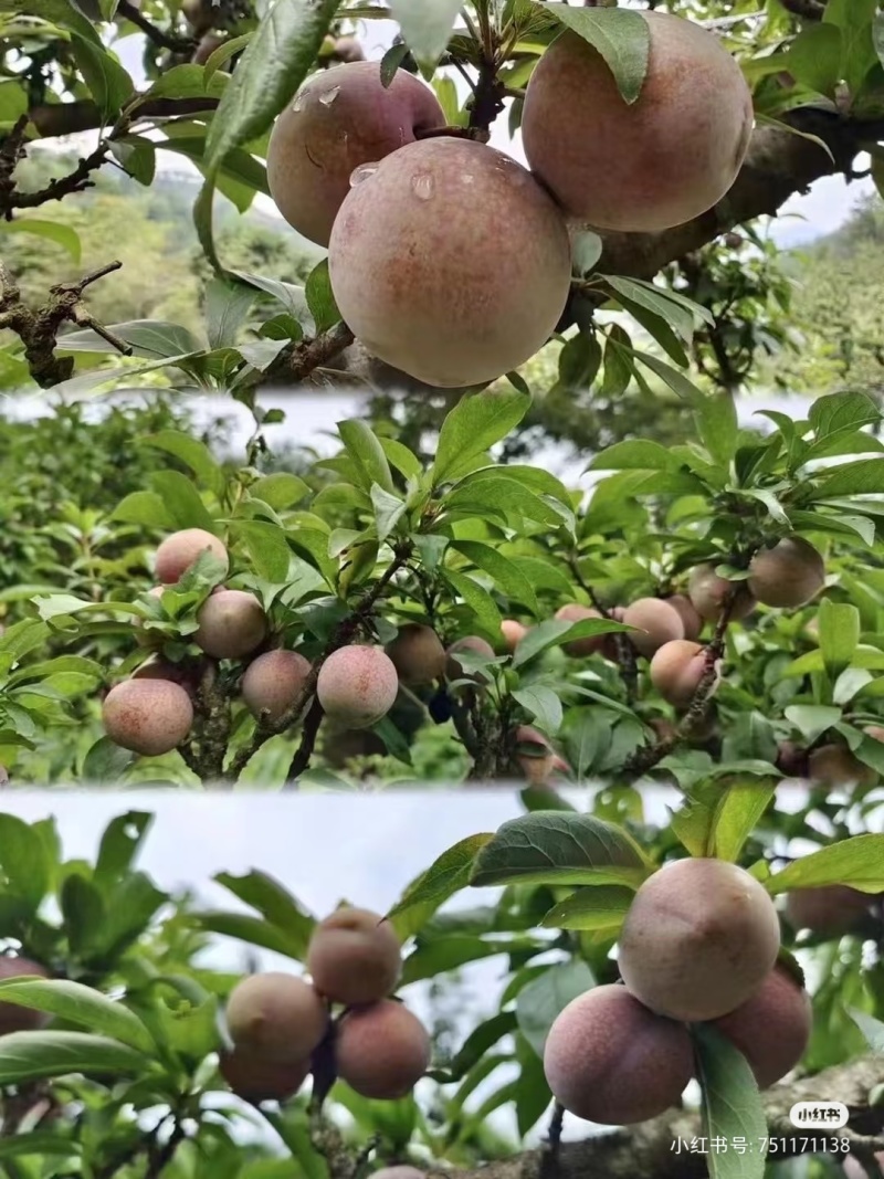 水果，嵊州桃形李是嵊州市特产，味美价廉，富含营养，包邮