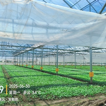 鸡毛菜
