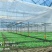 鸡毛菜