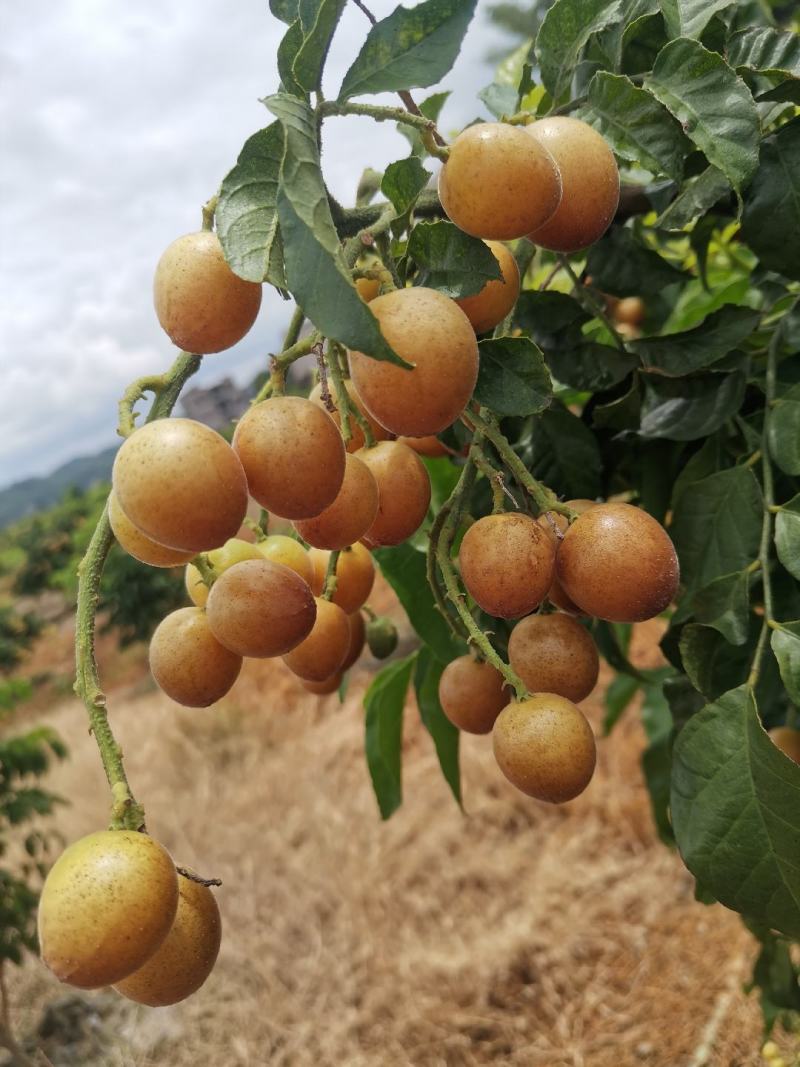 灵山黑金刚黄皮
