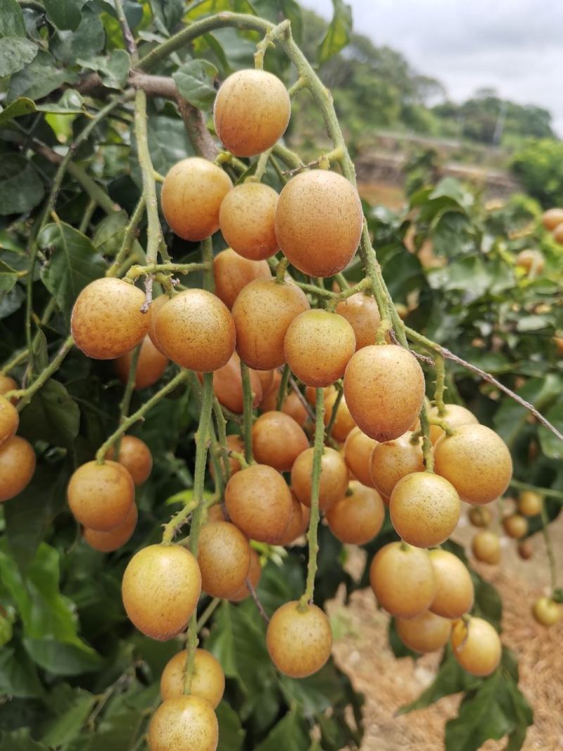灵山黑金刚黄皮