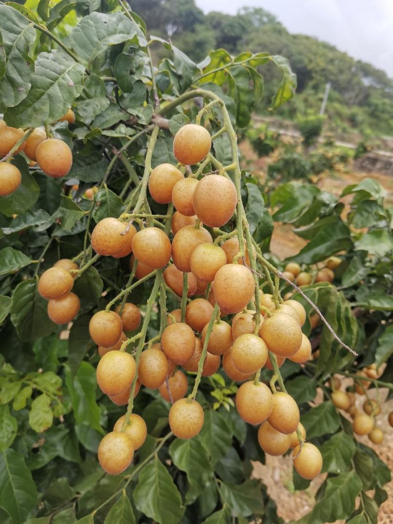灵山黑金刚黄皮