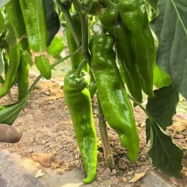 青椒，红椒，包菜，白菜