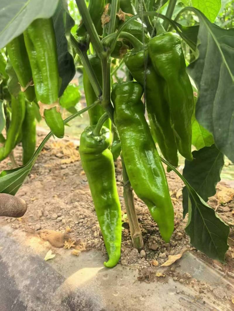 青椒，红椒，包菜，白菜