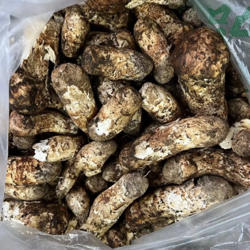 西藏松茸