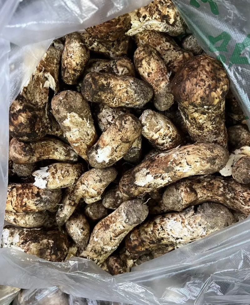 西藏松茸