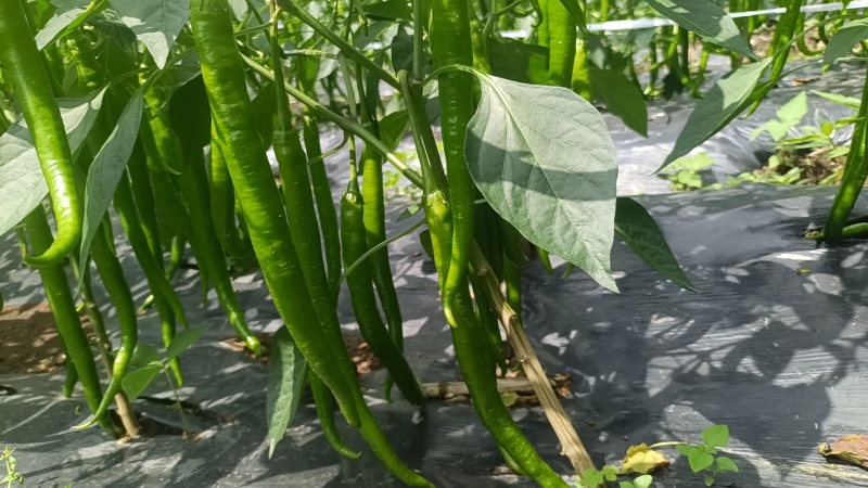 牛角椒3-7-8号线椒