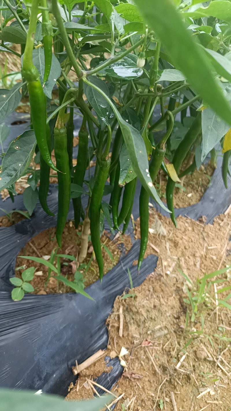 牛角椒3-7-8号线椒