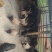 藏香猪
