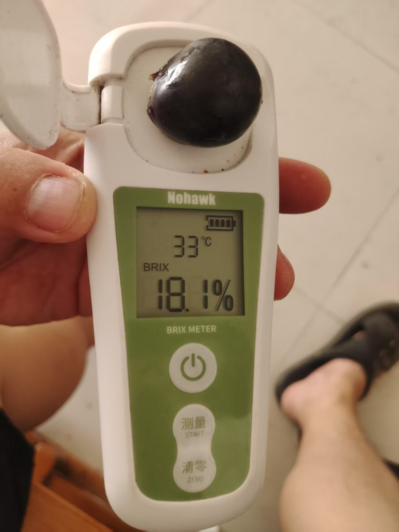 新鲜夏黑葡萄酸甜葡萄紫皮葡萄
