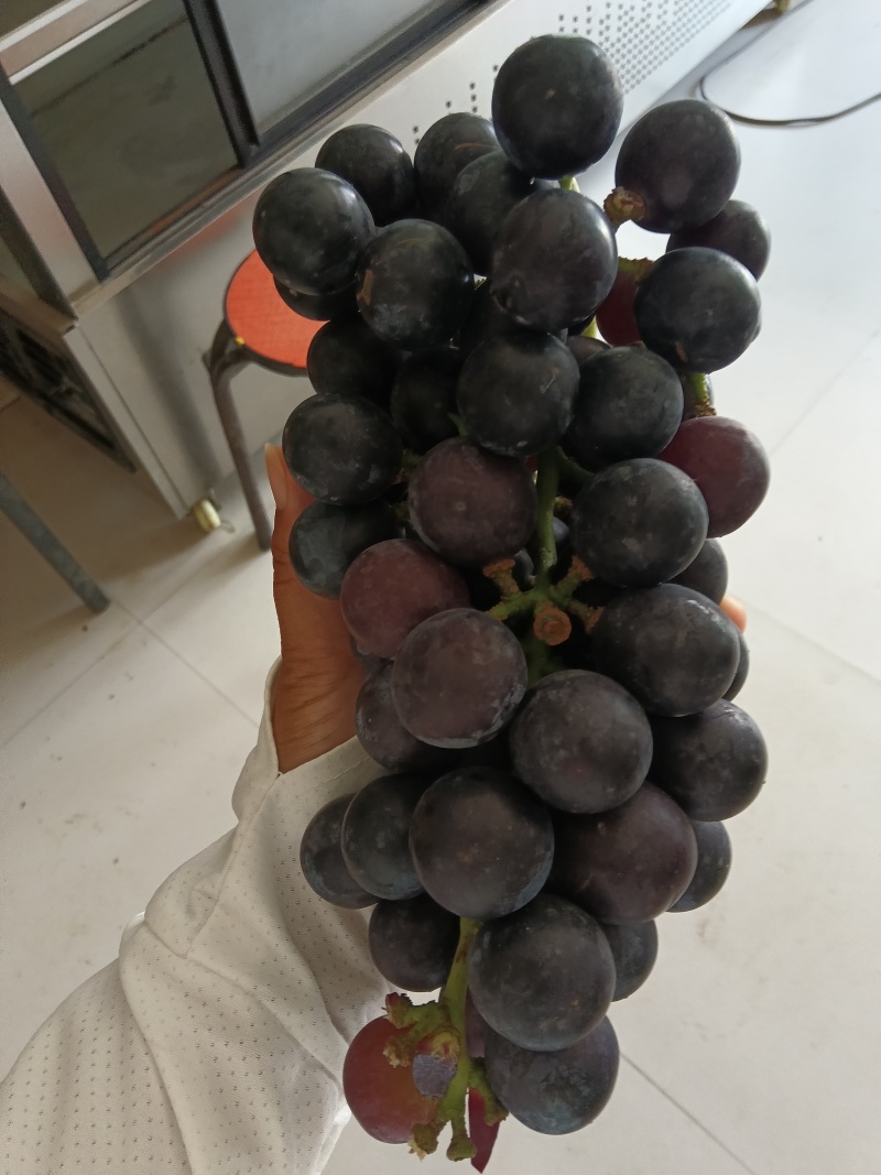 新鲜夏黑葡萄酸甜葡萄紫皮葡萄