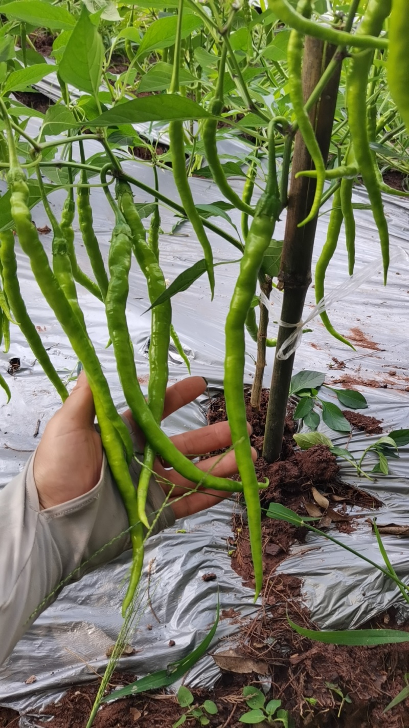 精品二荆条