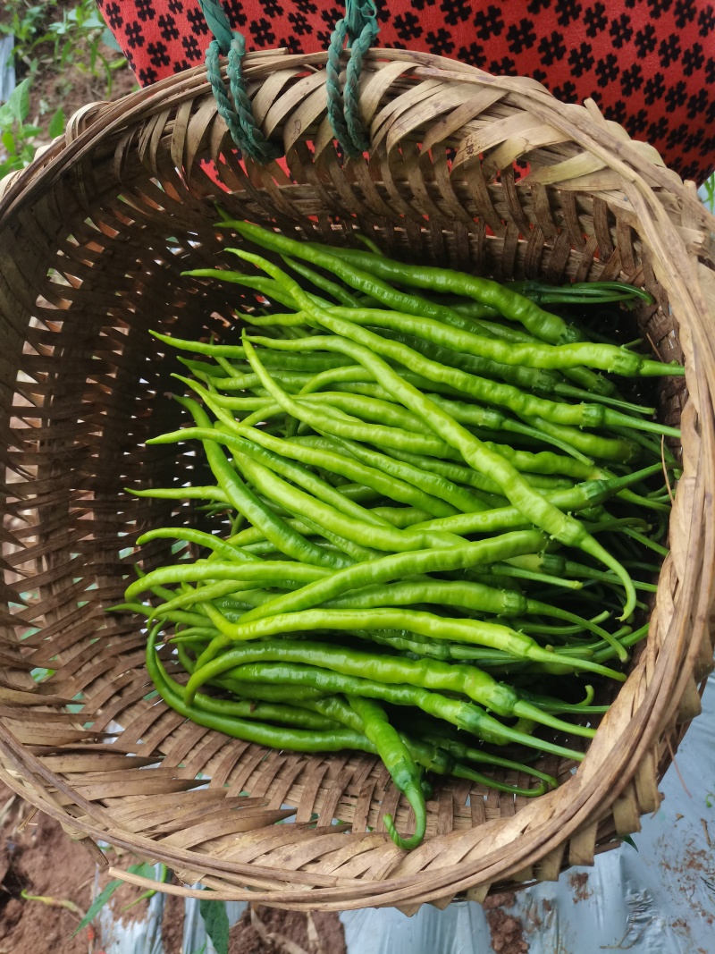 精品二荆条