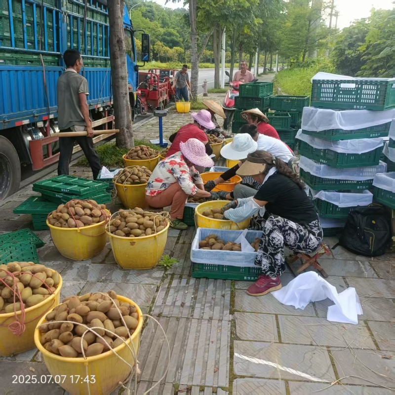 米良一号猕猴桃