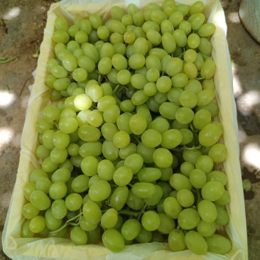 新疆吐鲁番火焰山无核白葡萄精品