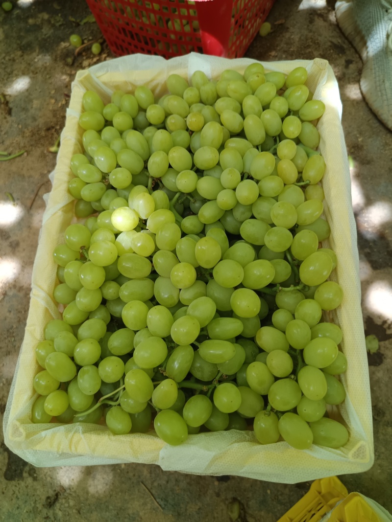 新疆吐鲁番火焰山无核白葡萄精品