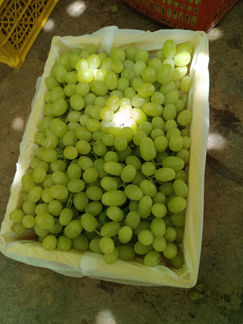 新疆吐鲁番火焰山无核白葡萄精品