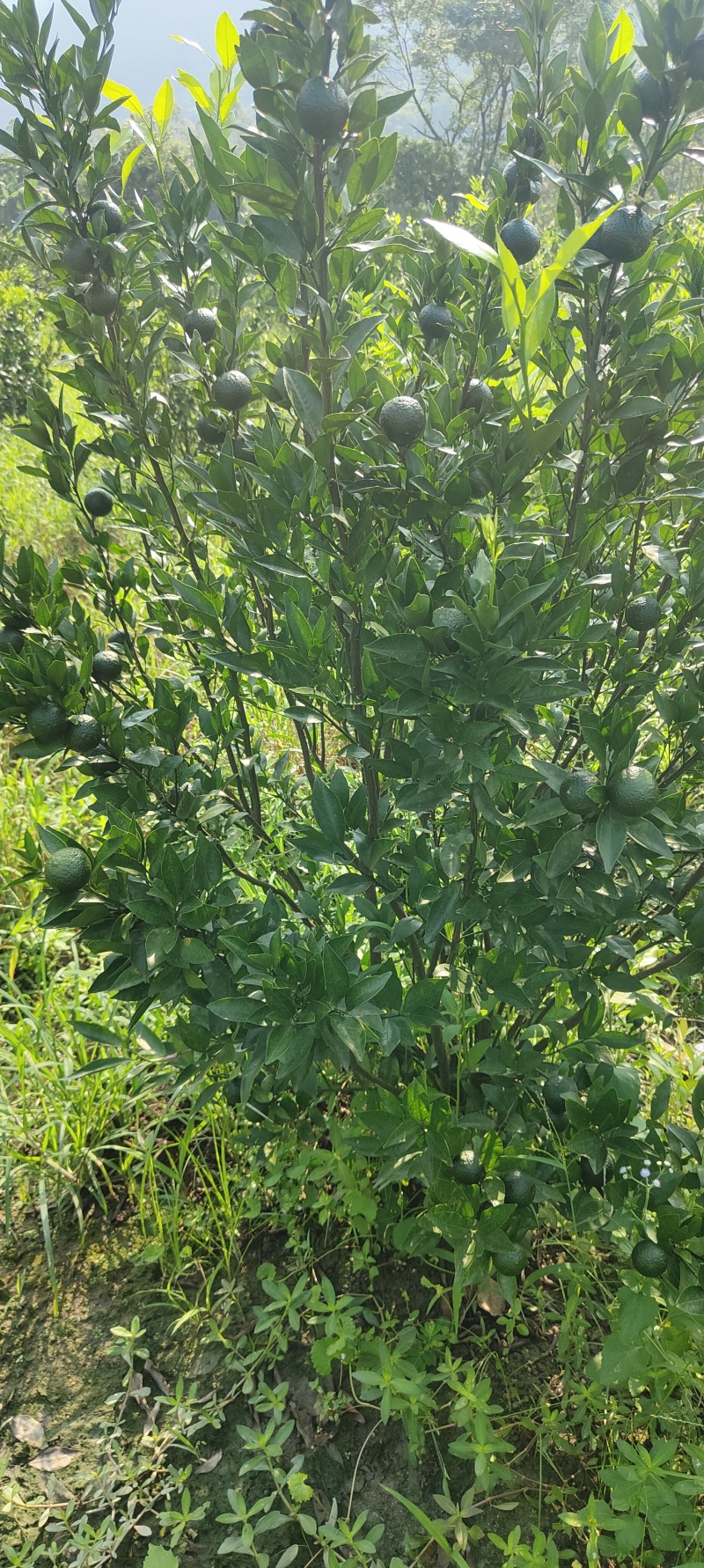 新区茶芝桔