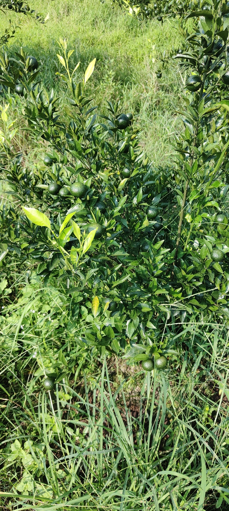 新区茶芝桔