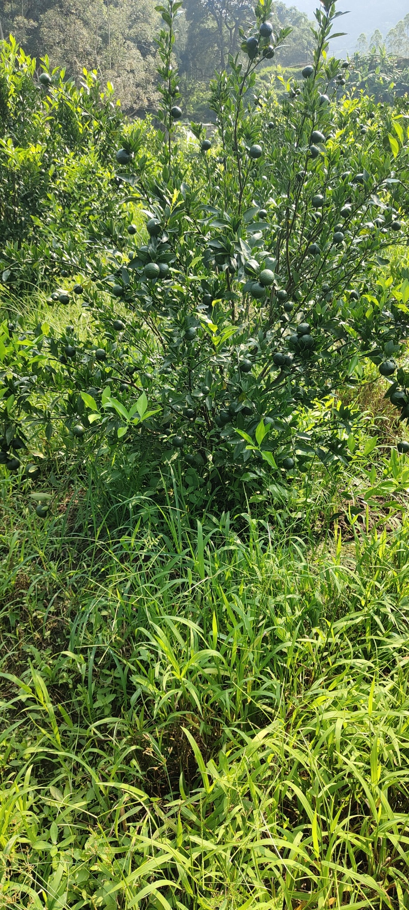 新区茶芝桔