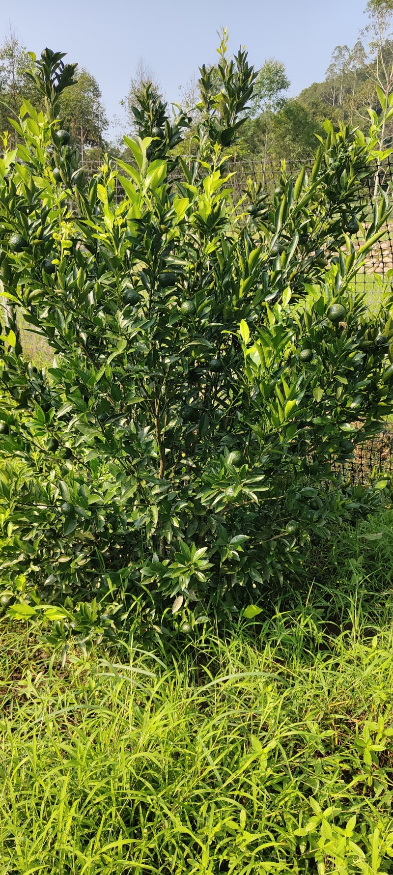 新区茶芝桔