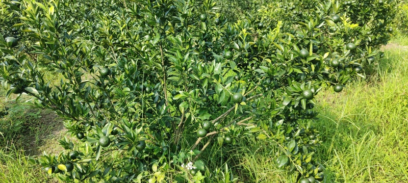新区茶芝桔