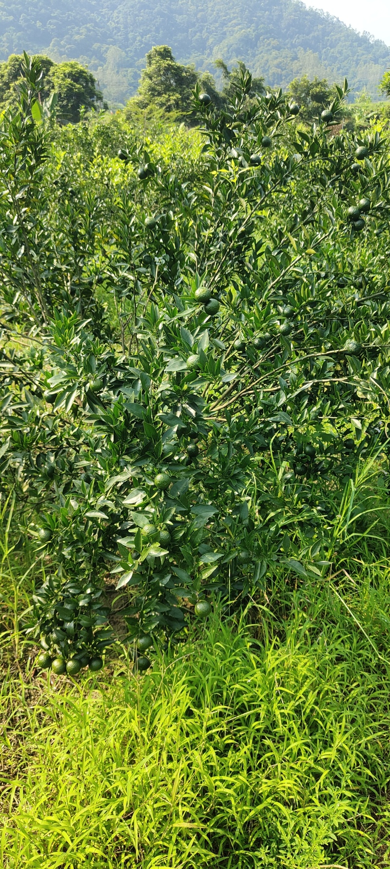 新区茶芝桔