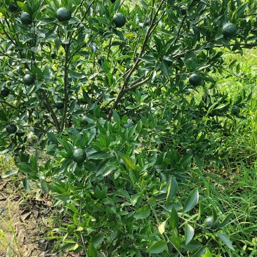 新区茶芝桔