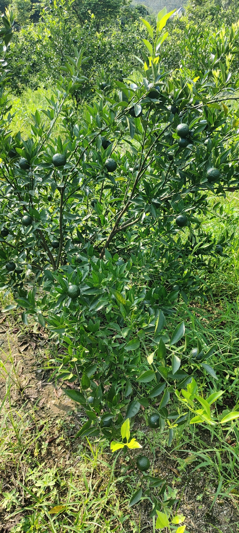 新区茶芝桔