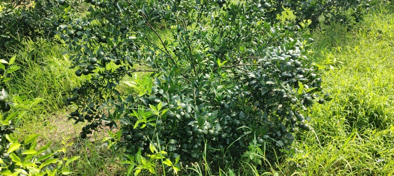 新区茶芝桔