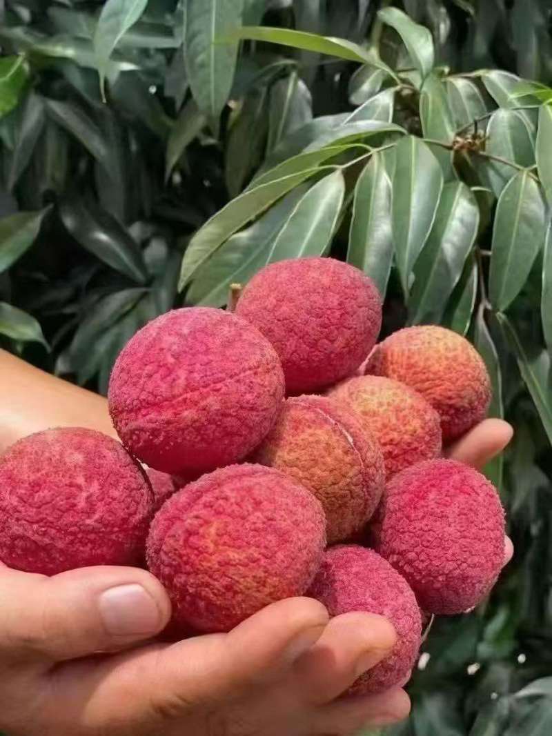 荔枝