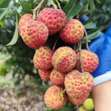 荔枝