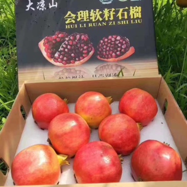 大量批发大凉山会理市突尼斯软籽石榴