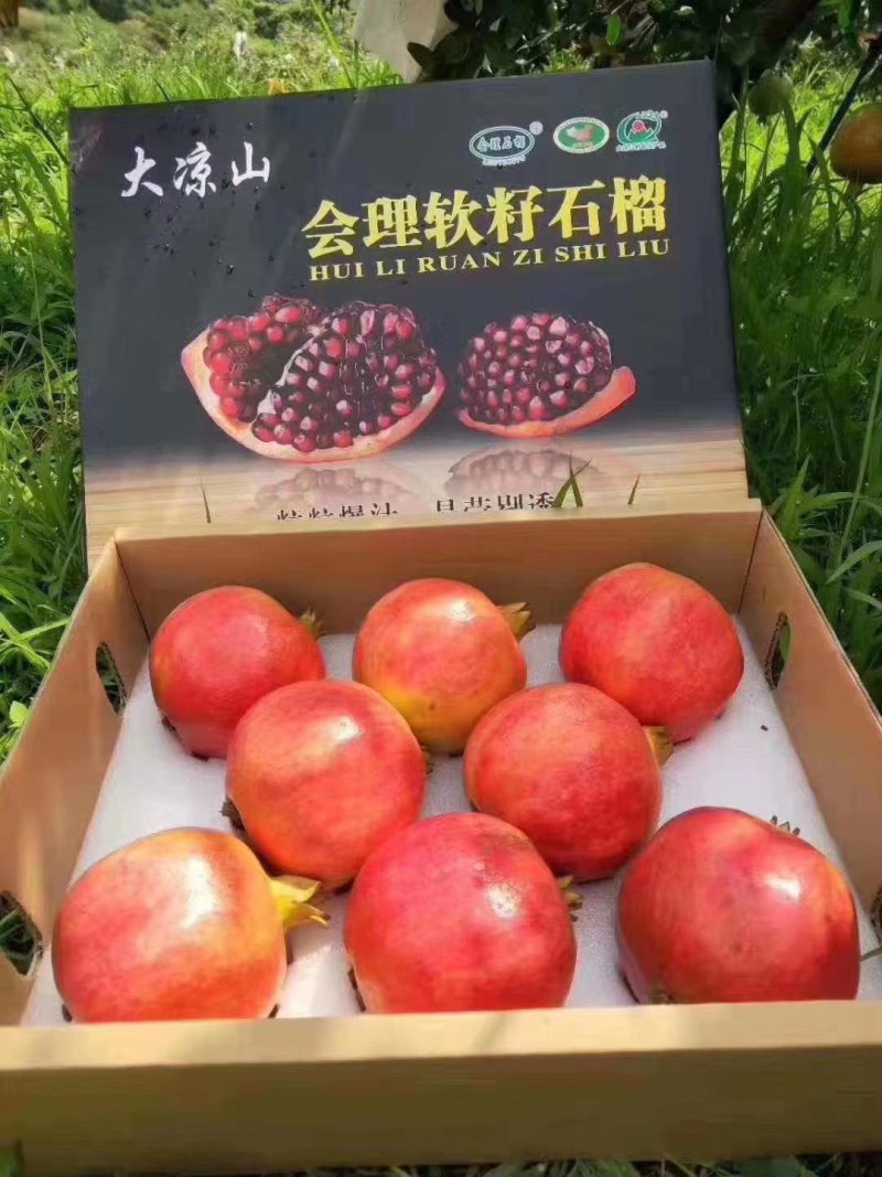 大量批发大凉山会理市突尼斯软籽石榴