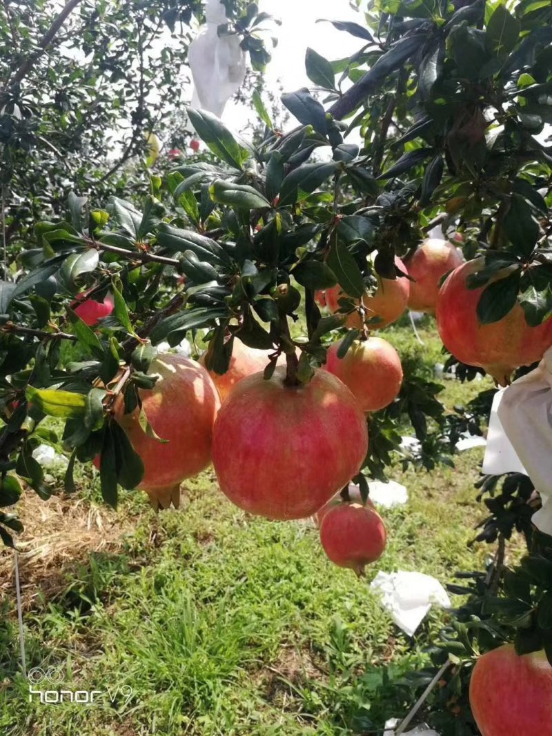 大量批发大凉山会理市突尼斯软籽石榴