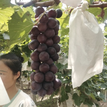 葡萄精品葡萄