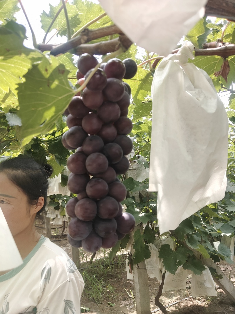 葡萄精品葡萄