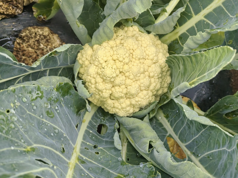 云南高山花菜