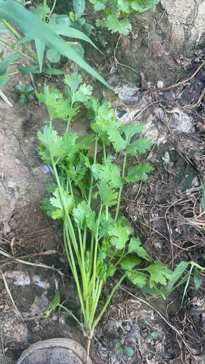 头茬香菜