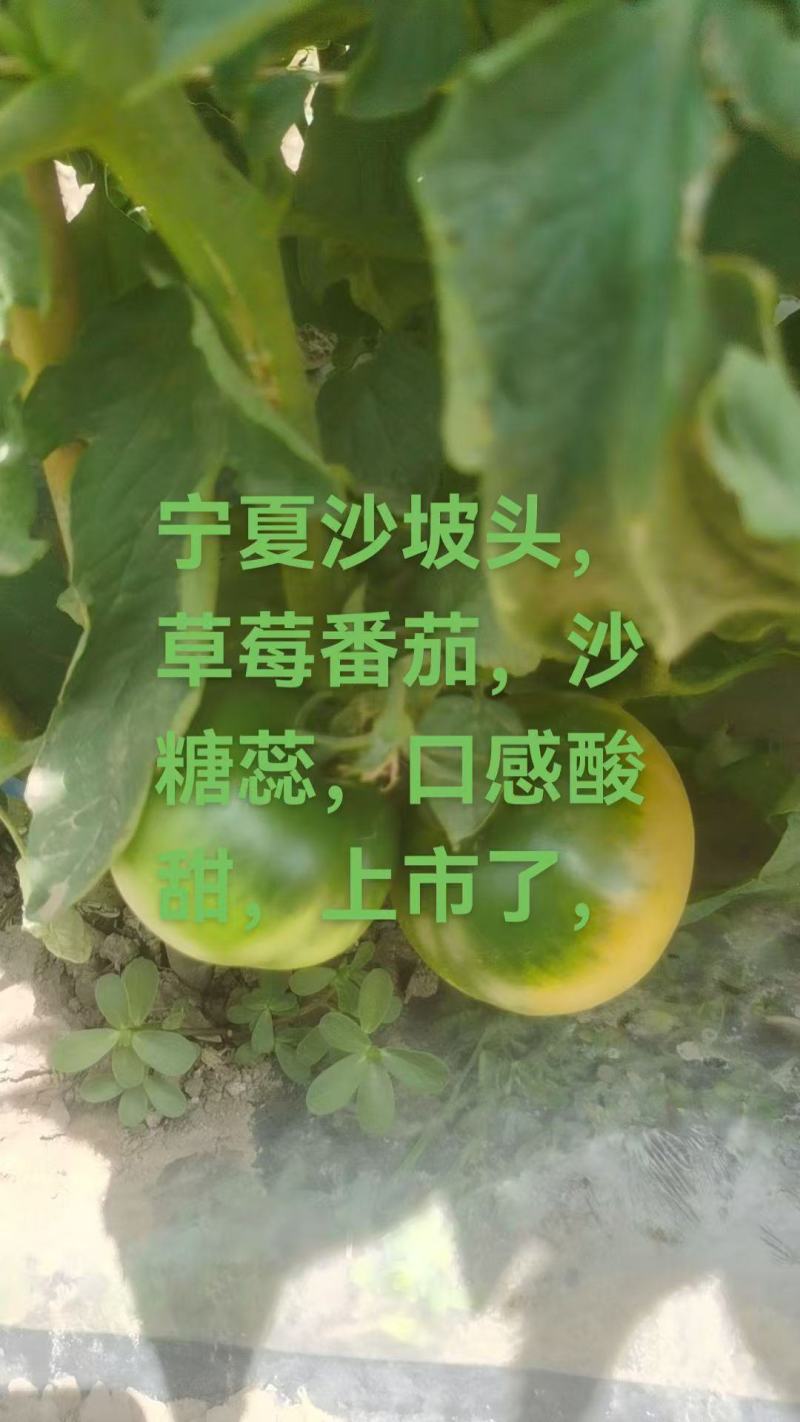 草莓番茄