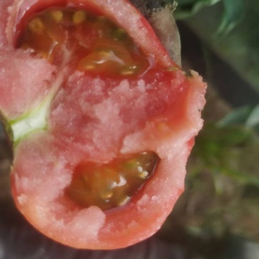 草莓番茄