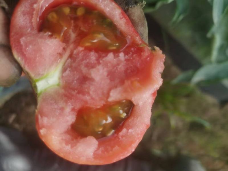 草莓番茄